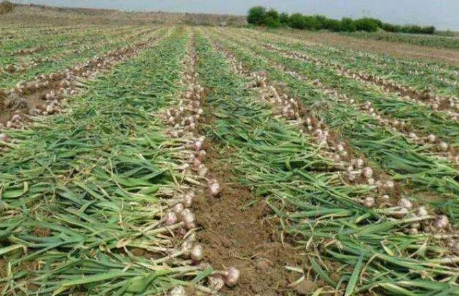 Fresh Garlic Fried Crispy Allium Sativum From China