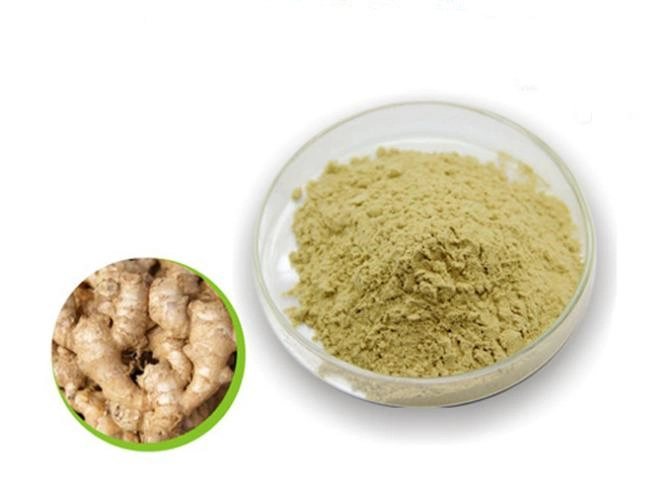 Factory Supply 5% Gingerols Ginger Root Extract Powder