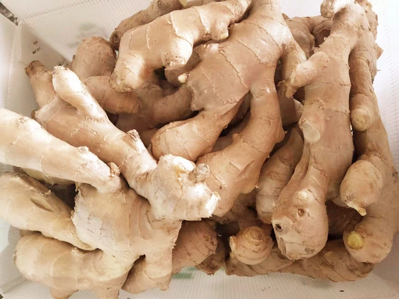 New Crop Fresh Air-Dried Ginger Organic From China EU Standard Brc