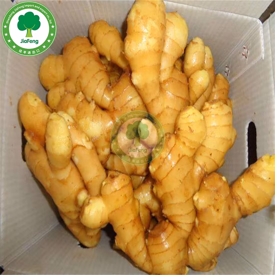 Fabricante Fornecedor Colheita Madura Natural Seco ao Ar Qualidade Venda Quente Orgânico Fresco Gengibre Amarelo