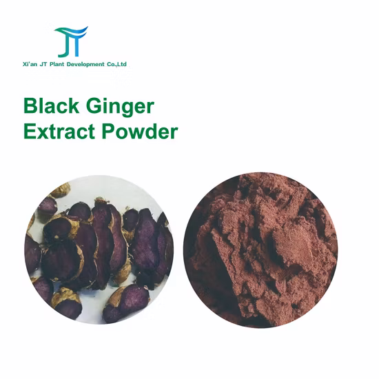 Extrato de erva natural de gengibre em pó