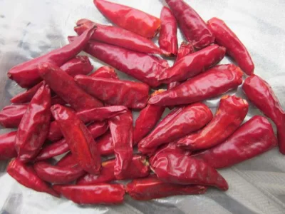 Pimenta Chaotian Chinesa Seca / Bullet Chili Pimenta Caiena