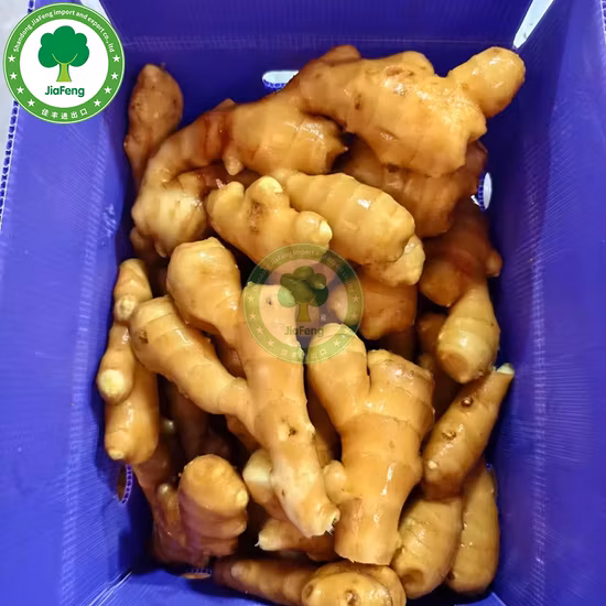 Fornecedor chinês de gengibre seco ao ar